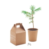 62280 - Kit para plantar uma árvore, inclui sementes de Pinheiro.